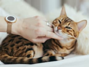 Tabby cat being pet by a hand under chin