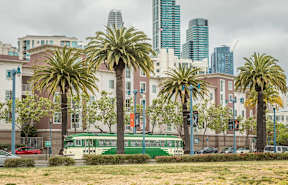 A green bus is parked between two palm trees.