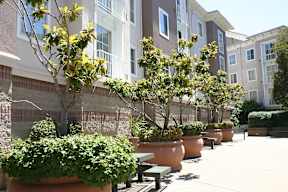 A row of large pots with green plants in front of a building.