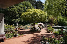A garden with a bench and a tree with yellow flowers.