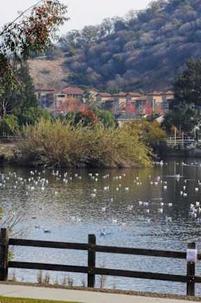 A lake with ducks swimming in it and a fence in the foreground.