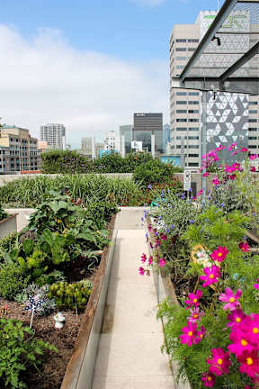 A garden with a pathway and pink flowers.