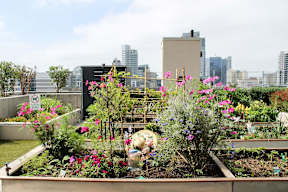 A garden with a variety of plants and flowers in the foreground with a city skyline in the background.