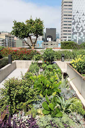 A green rooftop garden with a variety of plants.