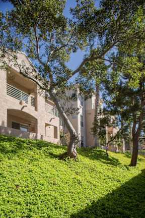 A tree in front of a building on a sunny day.