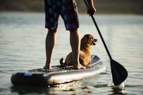 A man and his dog are paddleboarding on a lake.