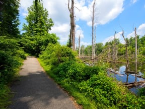 Scenic Walking Trails with 240 Acres of Outdoor Living Space and Wooded Areas