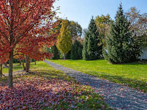 A path with red leaves on the ground and trees on the side.
