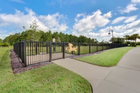 Dog Park