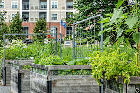 a community garden with plants in wooden boxes and a fence