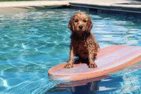 a dog sitting on a surfboard in a pool