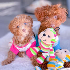 a trio of poodles sitting on a bed with a stuffed animal