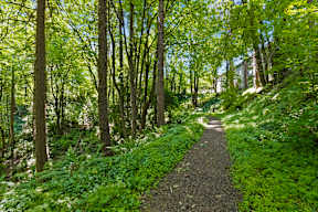 a trail in the woods on a sunny day