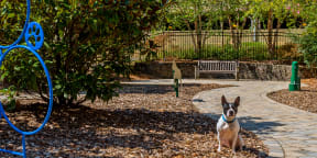 Dog at Dog Park