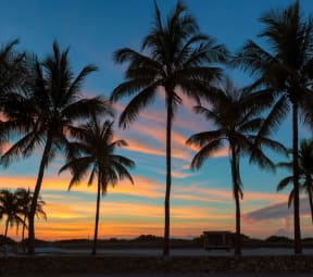 a row of palm trees with a colorful sunset in the background