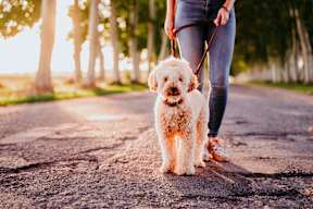 Citron at the Packing District is Pet Friendly