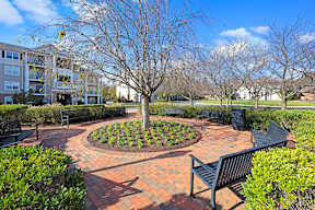 A tree in a circle of plants is the focal point of a park.