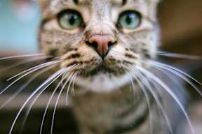 A close up of a cat's face with its whiskers prominently displayed.