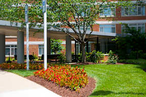 A tree with red flowers is in front of a building at Dominion Towers Apartments, Arlington, 22204