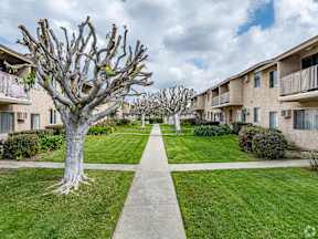A tree with no leaves stands in the middle of a grassy area between two apartment buildings.