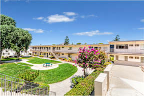 A courtyard with a green lawn and a pink flowering tree.