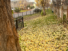 Tree lined pathway covered in autumn leaves at Mullan Reserve Apartments, Missoula