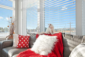a cat sitting on top of a red and white pillow on a couch at Shiloh Commons, Billings Montana