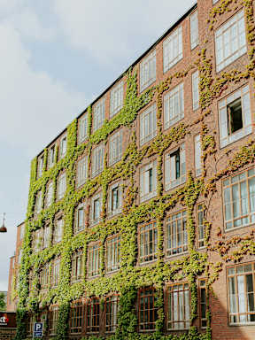 A building with windows covered in green vines.