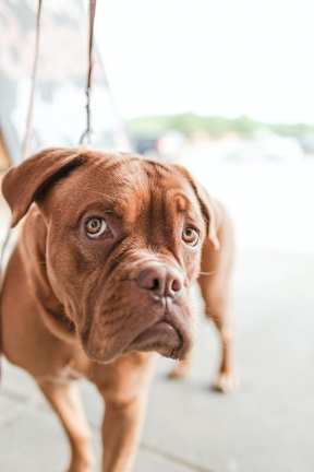 Dog