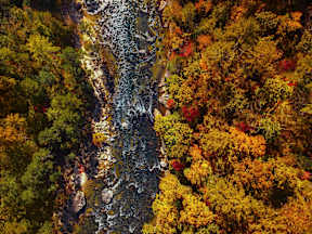 A river flows through a forest of trees with autumnal leaves.