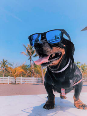 a dog wearing sunglasses on top of a pool