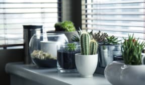 Sunlight for plants