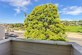 A large tree is in the foreground of a sunny day.