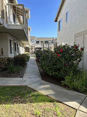 A row of houses with a concrete pathway between them.