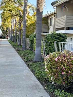 A sidewalk lined with palm trees and shrubbery.