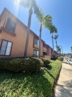 A sunny day in a row of houses with a palm tree in the foreground.