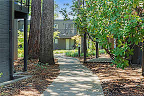 A walkway in a park with trees on either side.