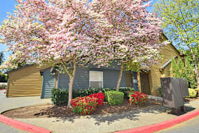 a house with a flowering tree in front of it
