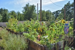 a raised garden bed with sunflowers and other plants