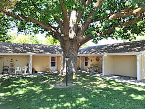 A tree in the middle of a yard with a house in the background.