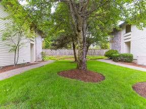 Willow Creek: Exterior Tree