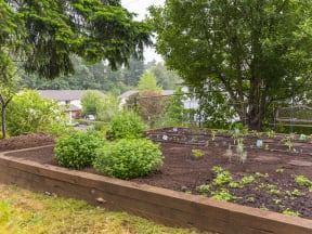 Gladstone Forest garden