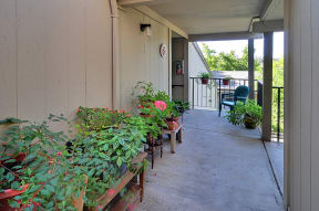 a row of potted plants on a porch
