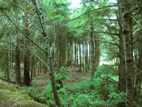 Cedar Crest trees