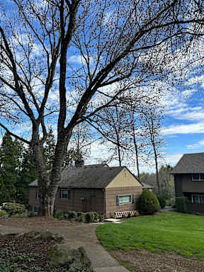 A house with a brown roof and a tree in front of it.