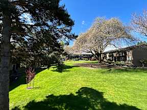 A tree in a yard casts a shadow on the grass.