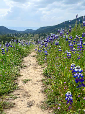 A path through a field of purple flowers.