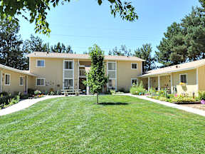 A tree stands in the middle of a grassy courtyard between two apartment buildings.