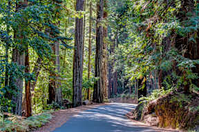 A winding road through a forest of tall trees.