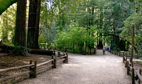 A forest path with two people walking on it.
